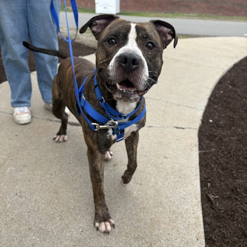 picture of the dog needing adoption