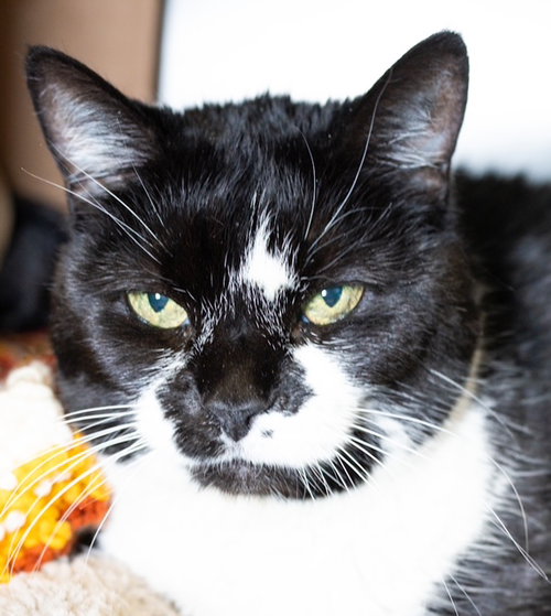 picture of the cat needing adoption