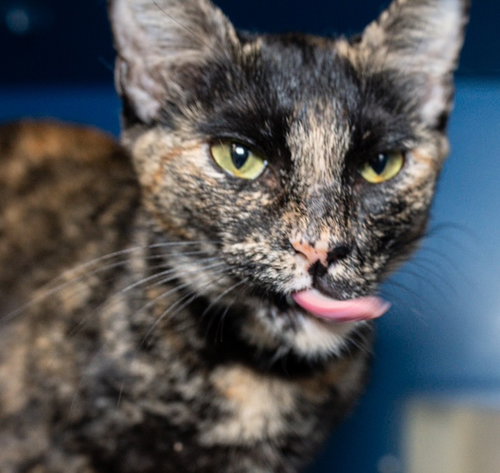 picture of the cat needing adoption