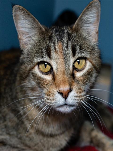 picture of the cat needing adoption