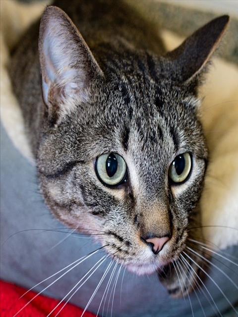 BANDIT, Adult Domestic Medium Hair (medium coat), cat for adoption in Lynn, Massachusetts