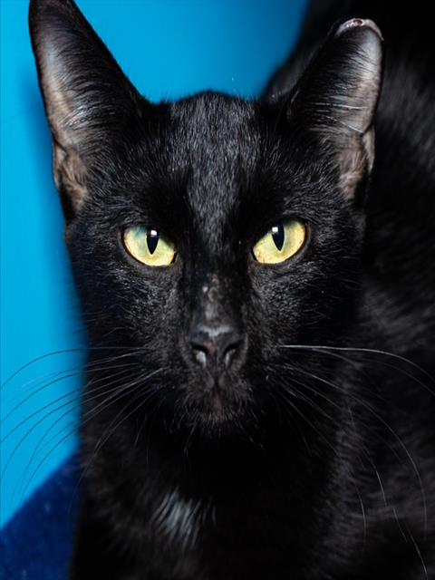 picture of the cat needing adoption