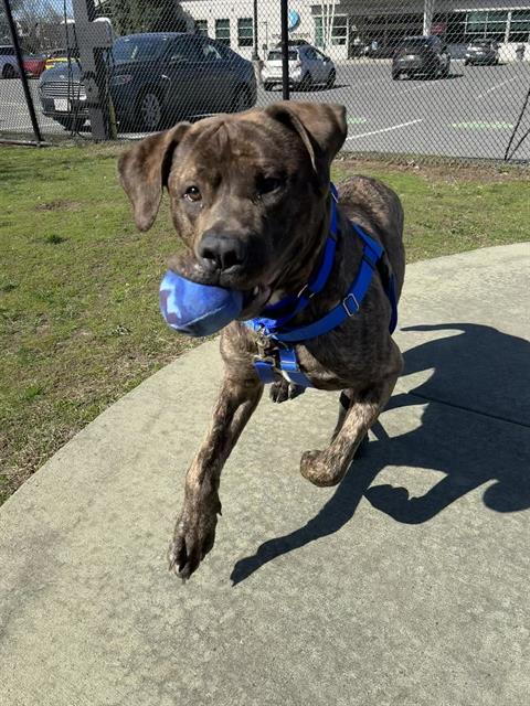 KOA