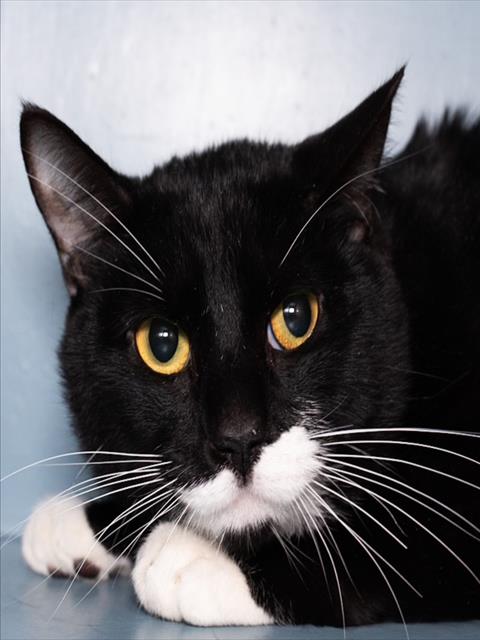 PAUSE, Young Domestic Short Hair (medium coat), cat for adoption in Jamaica Plain, Massachusetts
