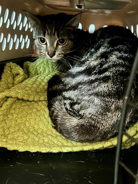 SASSY, Adult Domestic Short Hair (medium coat), cat for adoption in Jamaica Plain, Massachusetts