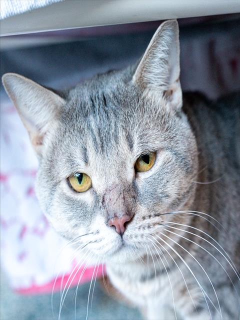 MICKEY, Adult Domestic Short Hair (medium coat), cat for adoption in Jamaica Plain, Massachusetts