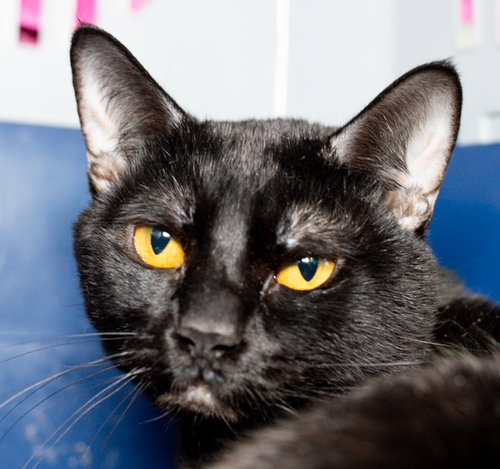 BEAR, Adult Domestic Short Hair (medium coat), cat for adoption in Jamaica Plain, Massachusetts