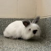 SNOWBALL - Photo 1