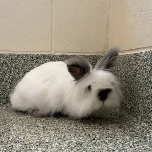 SNOWBALL - Lionhead available for adoption