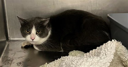 NEIL, Adult Domestic Short Hair (medium coat), cat for adoption in Beverly, Massachusetts
