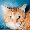 GARFIELD - Photo 1