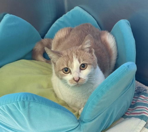 GOOZ, Young Domestic Short Hair (medium coat), cat for adoption in Beverly, Massachusetts