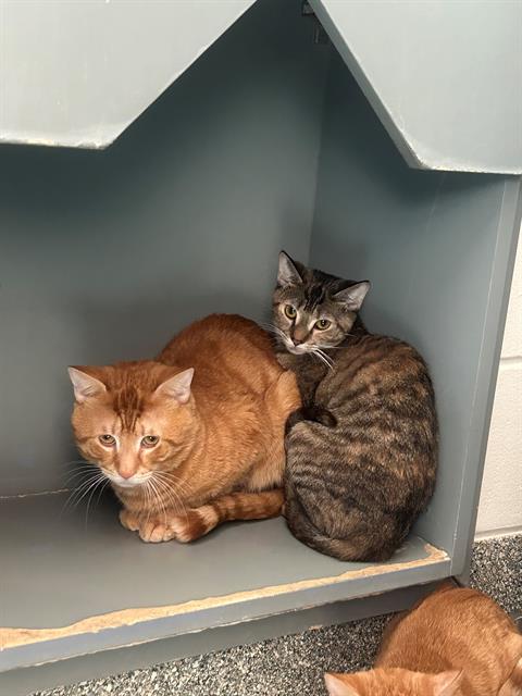 STORMY, Adult Domestic Short Hair (medium coat), cat for adoption in Jamaica Plain, Massachusetts