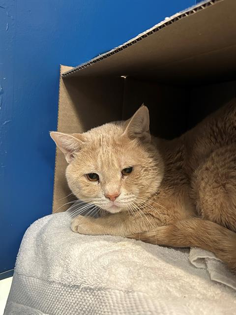 CASPER, Adult Domestic Short Hair (medium coat), cat for adoption in Jamaica Plain, Massachusetts