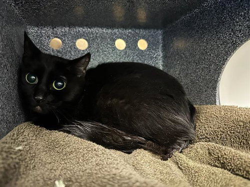 CHECKOUT GIRL, Adult Domestic Short Hair (medium coat), cat for adoption in Jamaica Plain, Massachusetts