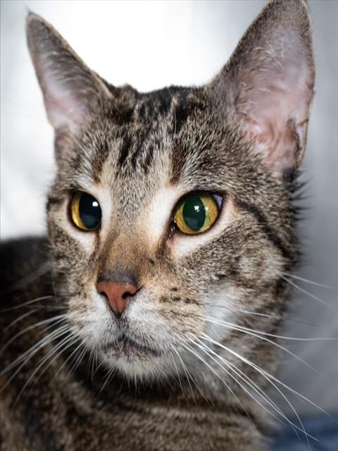SHAB, Senior Domestic Short Hair (medium coat), cat for adoption in Jamaica Plain, Massachusetts