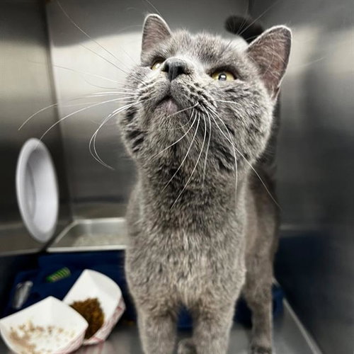 CORDELIUS-FELV+, Adult Domestic Short Hair (medium coat), cat for adoption in Jamaica Plain, Massachusetts
