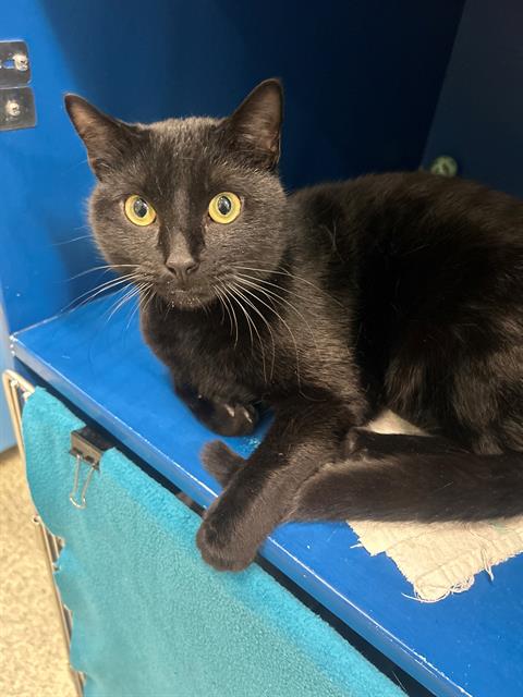 MAYO, Young Domestic Short Hair (medium coat), cat for adoption in Jamaica Plain, Massachusetts