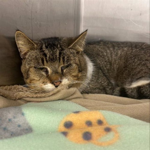 POPEYE, Senior Domestic Short Hair (medium coat), cat for adoption in Jamaica Plain, Massachusetts