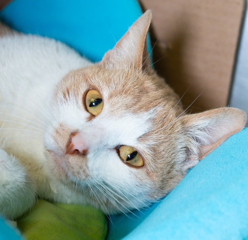 GOOZ, Young Domestic Short Hair (medium coat), cat for adoption in Jamaica Plain, Massachusetts