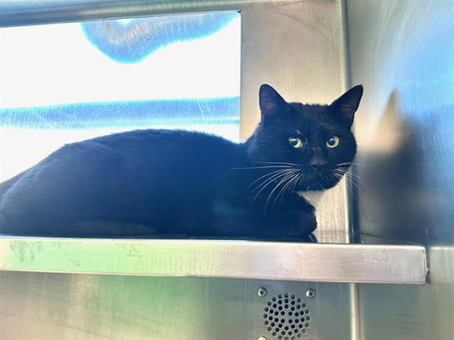 WARREN, Adult Domestic Short Hair (medium coat), cat for adoption in Jamaica Plain, Massachusetts