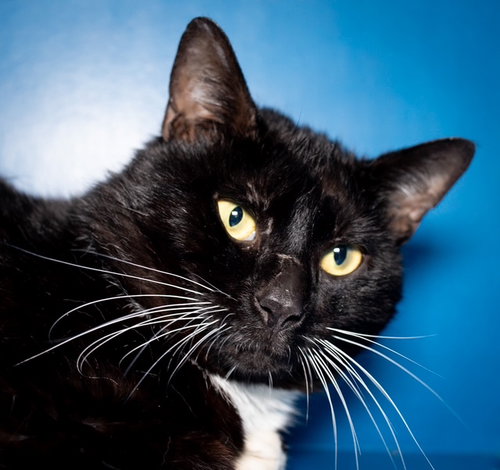 WARREN, an adoptable Domestic Short Hair in Boston, MA