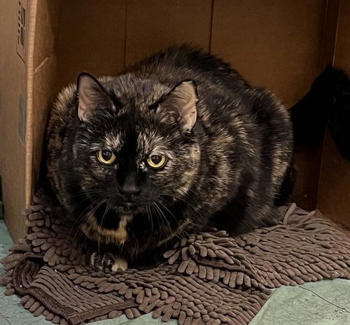 NINA, Senior Domestic Short Hair (medium coat), cat for adoption in Taunton, Massachusetts
