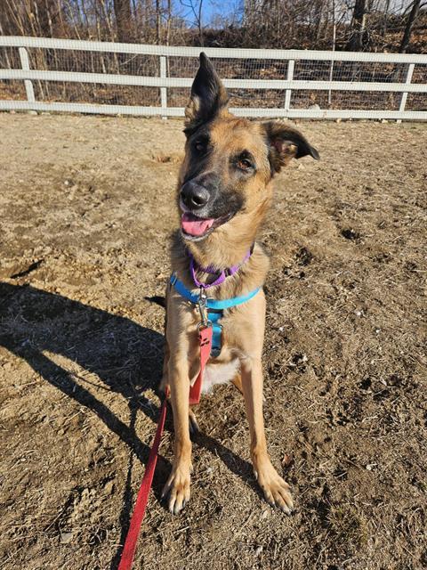 SADIE, an adoptable German Shepherd Dog in Boston, MA