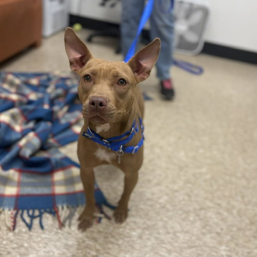 IZZY, an adoptable Pit Bull Terrier in Boston, MA