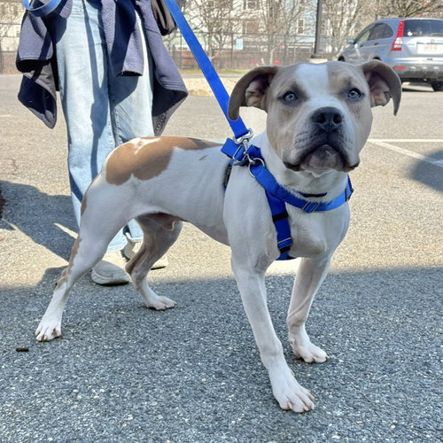 DIEGO, an adoptable Pit Bull Terrier in Boston, MA