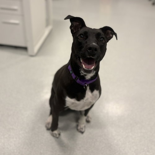 AVON, an adoptable Labrador Retriever in Boston, MA