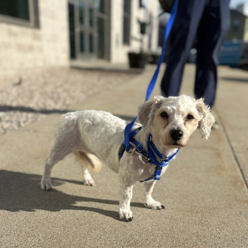 FLUFFY - Poodle (Miniature) available for adoption