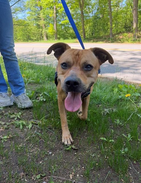 KIRO - Pit Bull Terrier / Labrador Retriever available for adoption