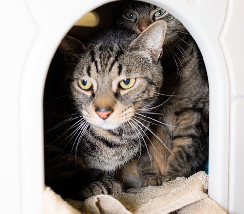 APPLE, an adoptable Domestic Short Hair in Boston, MA