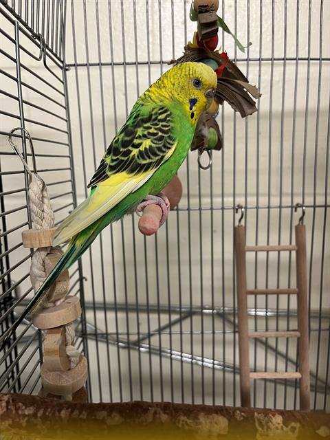 ROAN - Parakeet - Other available for adoption