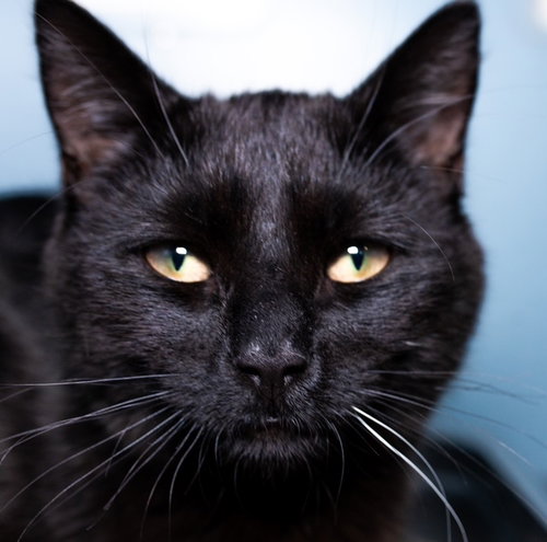 SHADOW - Domestic Short Hair available for adoption