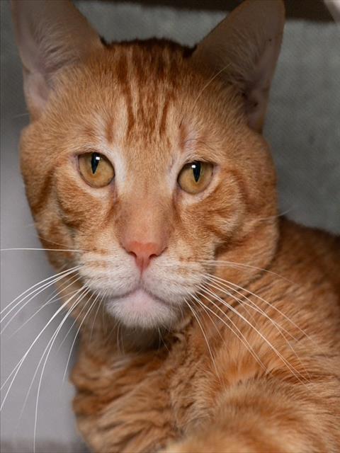 TIGER, an adoptable Domestic Short Hair in Boston, MA