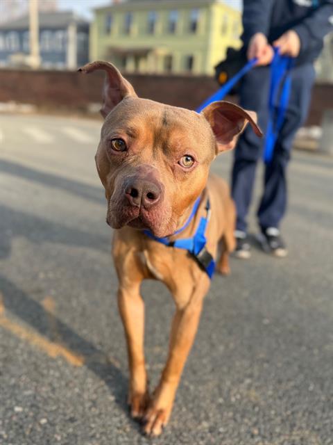AMARU, an adoptable Pit Bull Terrier in Boston, MA