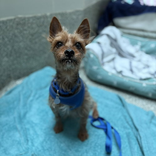 MR. PEABODY - Yorkshire Terrier Yorkie available for adoption