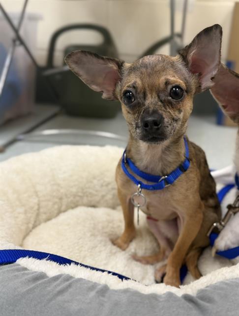 SNOOP, an adoptable Chihuahua in Boston, MA