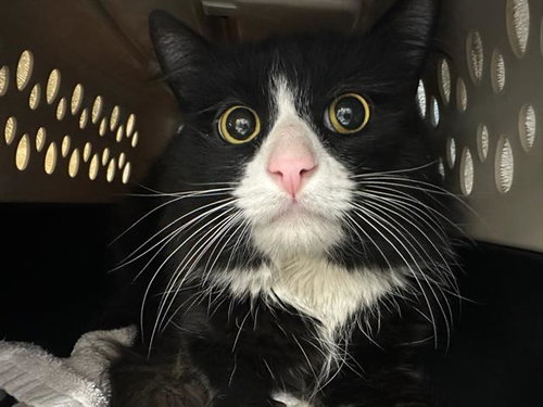 SQUIBLY, an adoptable Domestic Medium Hair in Boston, MA