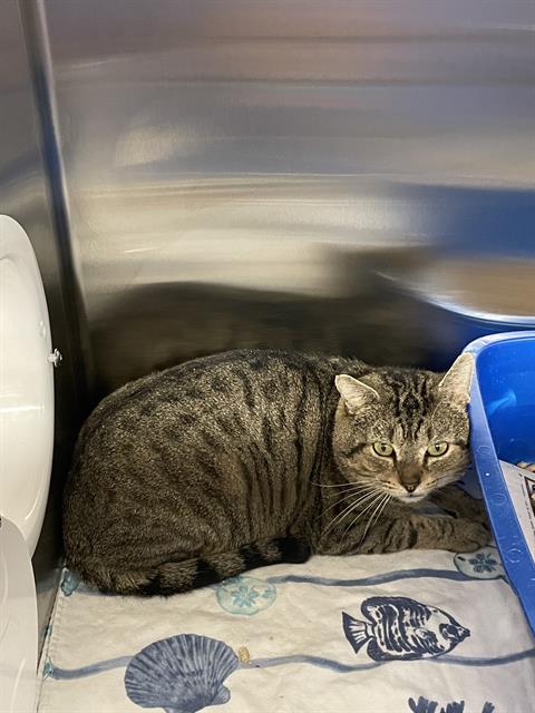KOVU-FELV+, an adoptable Domestic Short Hair in Boston, MA