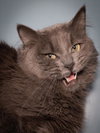 MAX - Photo 1