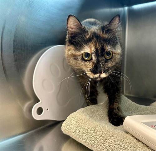 POOKIE, an adoptable Domestic Medium Hair in Boston, MA