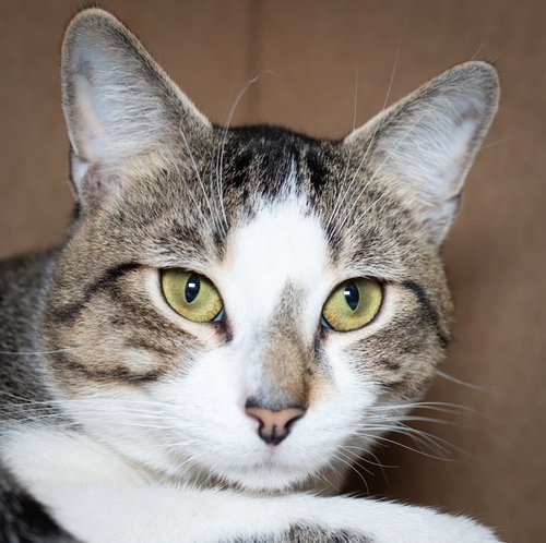 DWIBLY, an adoptable Domestic Medium Hair in Boston, MA
