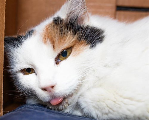 MIXIE - Domestic Short Hair available for adoption
