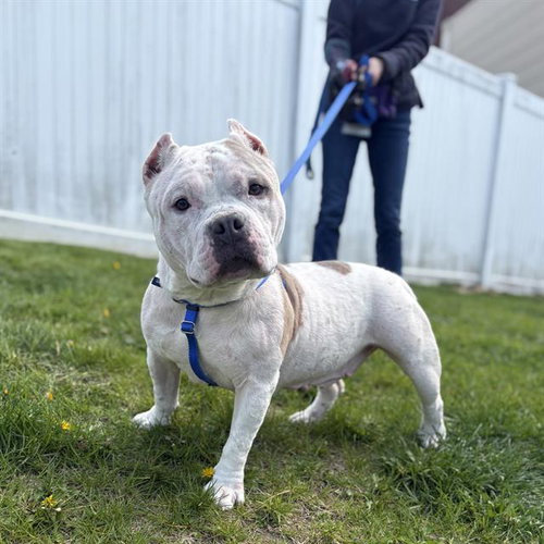 SISTA - Pit Bull Terrier available for adoption