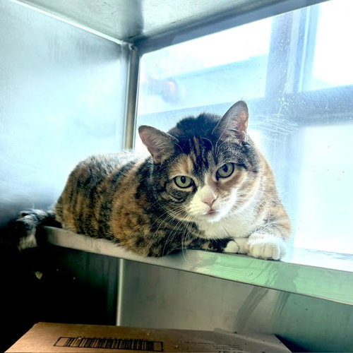 LUCEE, an adoptable Domestic Short Hair in Boston, MA