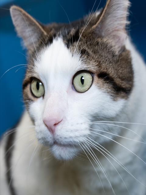 KAT-TRINA Image