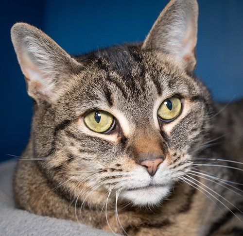 SIZZLA, an adoptable Domestic Short Hair in Boston, MA